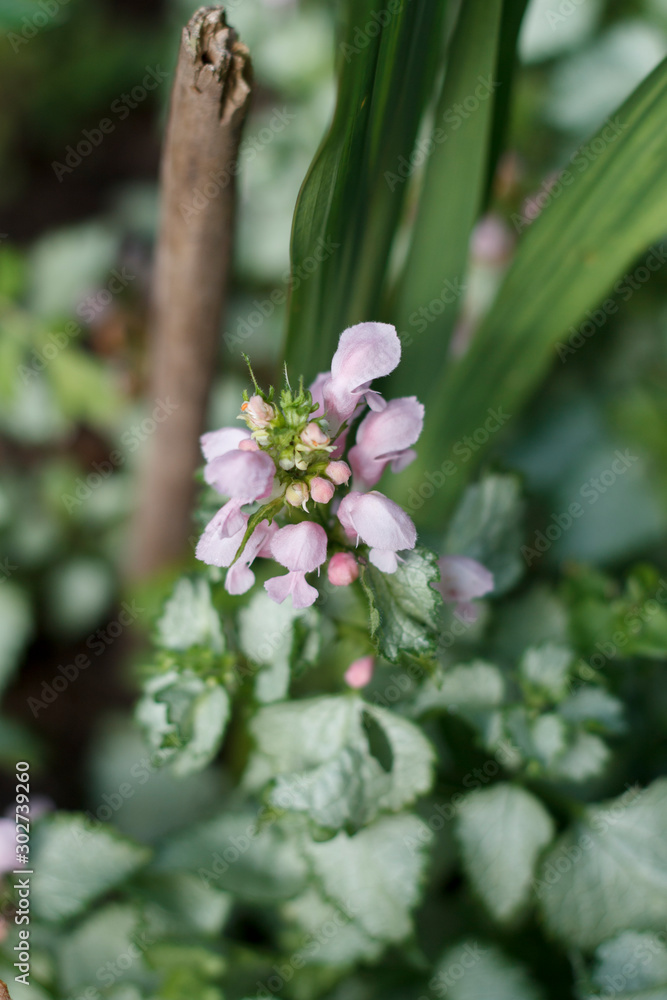 natural background with delicate pink wildflower natural background with delicate pink wildflower