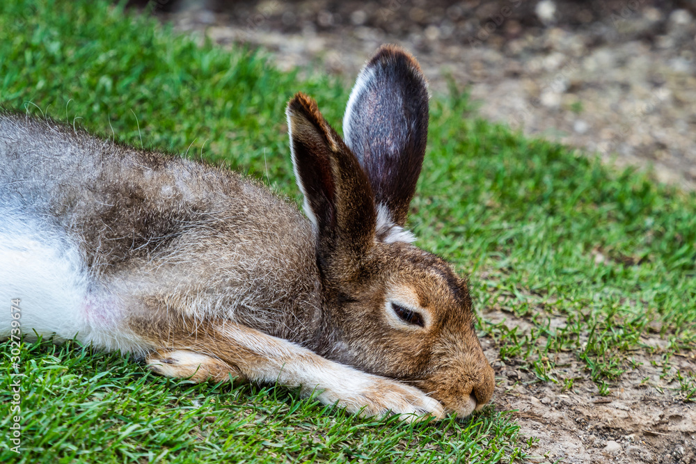 Fototapeta premium Mountain hare, Lepus timidus, also known as the white hare.