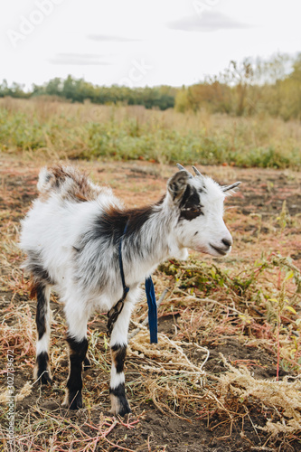 a small black and white kid with small horns grazes in a rural garden. animal protection.