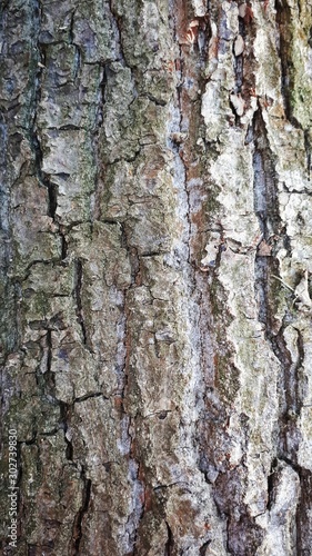 Embossed texture of the brown bark of a tree with green moss and lichen on it.