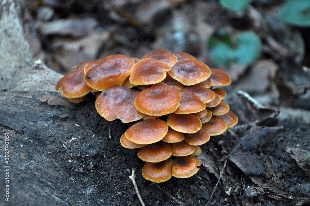 Flammulina velutipes winter fungi grow in the forest Flammulina velutipes winter fungi grow in the forest