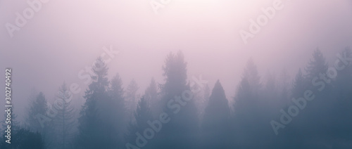 Rising sun over foggy spruce trees at early morning. Mountain hill forest at autumn foggy sunrise. Wide panorama.