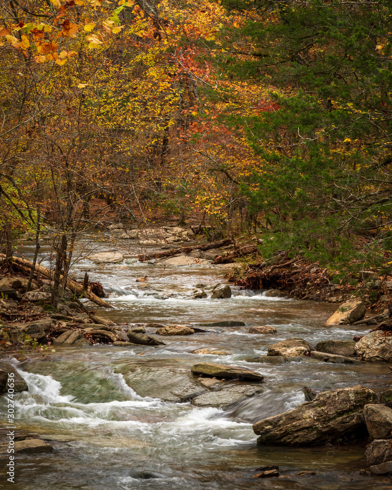 Obraz premium stream in the forest with autumn foliage
