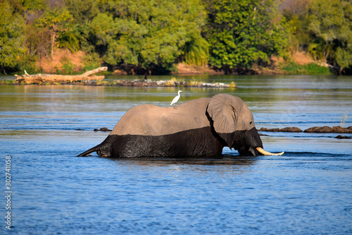 Tableau sur toile Elephant in the Zambezi River
