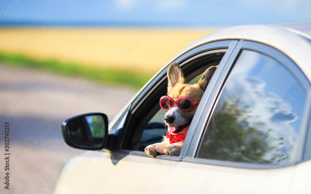 portrait of a trendy funny ginger Corgi dog puppy in sunglasses leaning out of a car window on the road during a trip