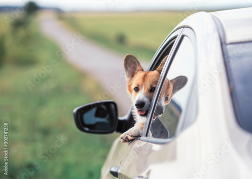 cute funny redhead a Corgi dog puppy stuck its snout and paws out the window ...