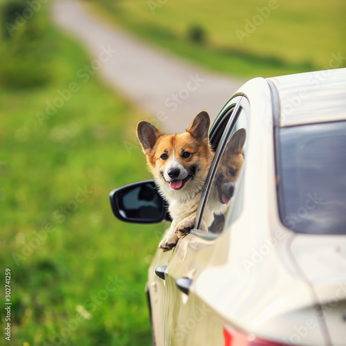 cute ginger Corgi dog puppy stuck its snout out of a car window on the road while travelling