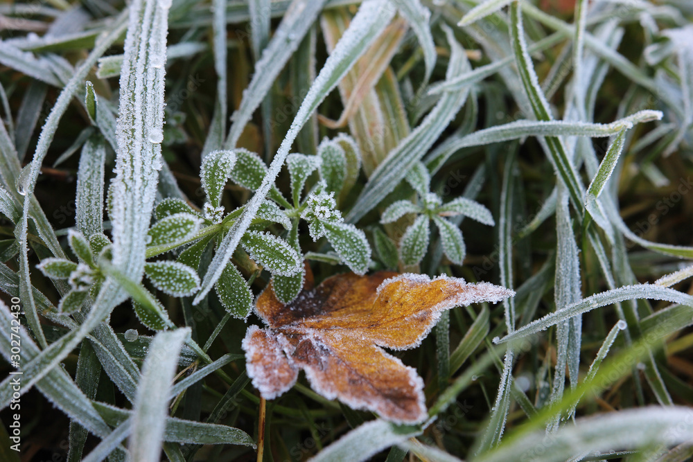 Obraz premium Morning frost on meadow close-up including iced maple leaf