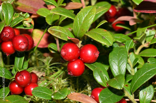 Lingonberry, partridgeberry, The Lingering O’Mahoney or cowberry (Vaccinium vitis-idaea). © 2Dvisualize