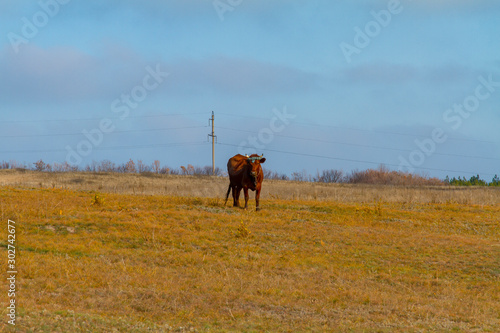 A cow grazes in a meadow