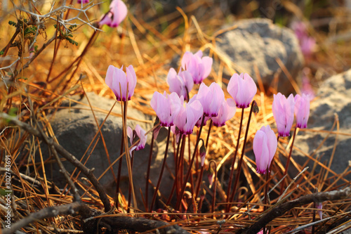 Wild greek cyclamen flowers growing on stones, early spring.