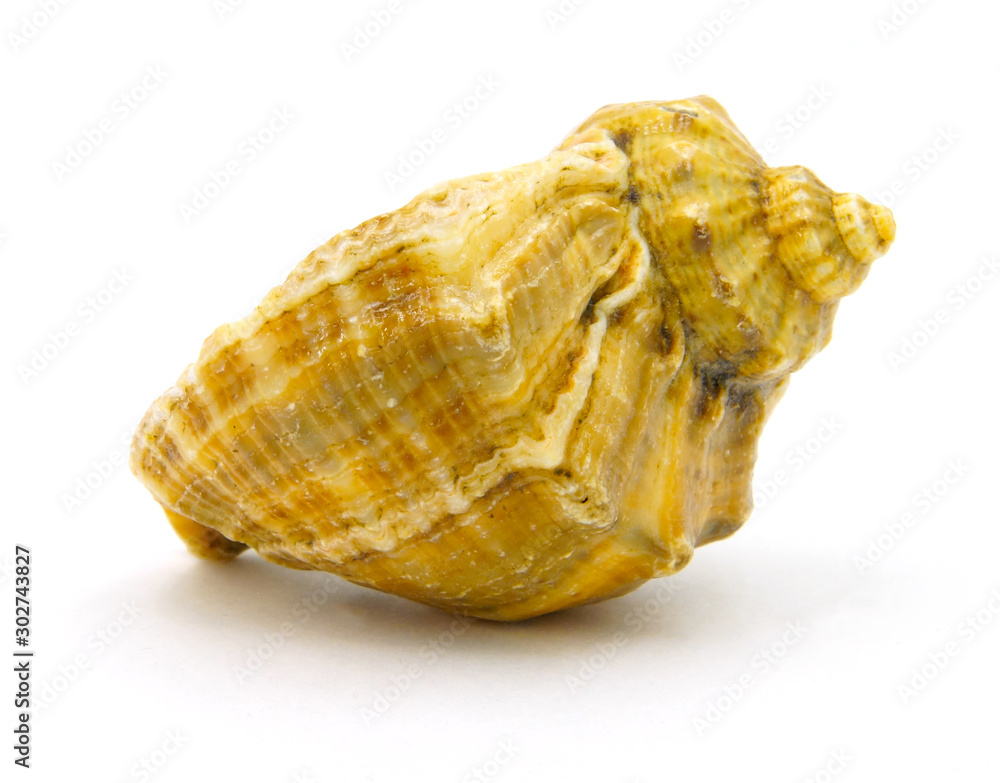 yellow-brown sea shell on a white background yellow-brown sea shell on a white background