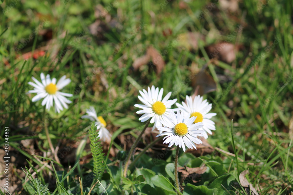 margeriten margeriten