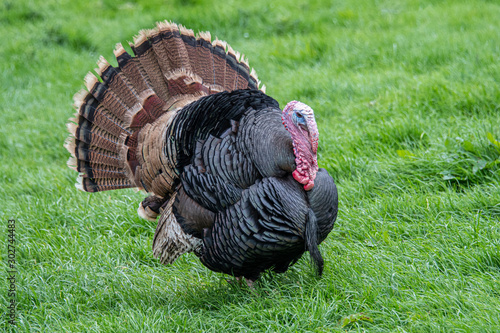 A close up portrait of a turkey standing on a grass meadow surrounded by the grass and copy space