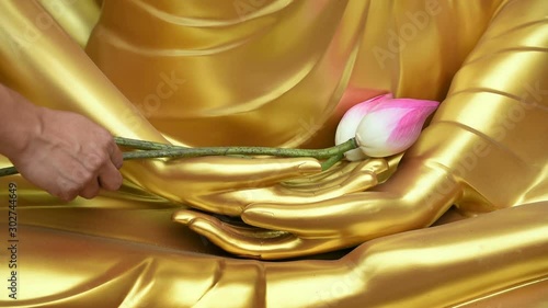 Offerings to the image of Buddha statue in the temple. Buddhists worship the Buddha image at hand  with 3 pink fresh lotus to offer.Buddhism is Main religion in thai people so many culture of Thailand