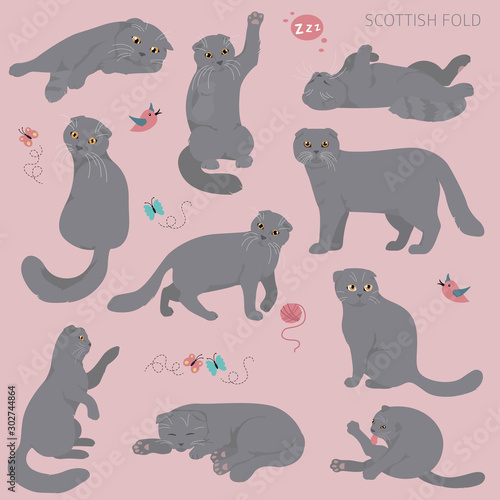 Cartoon cat characters collection. Scottish fold`s poses and emotions set. Flat color simple style design