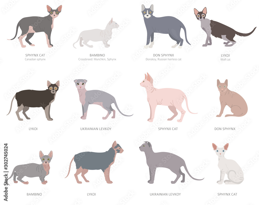 Hairless cats, sphynxs. Domestic cat breeds and hybrids collection isolated on white. Flat style set
