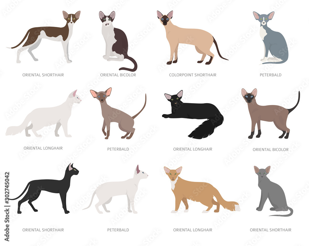 Oriental type cats. Domestic cat breeds and hybrids collection isolated on white. Flat style set