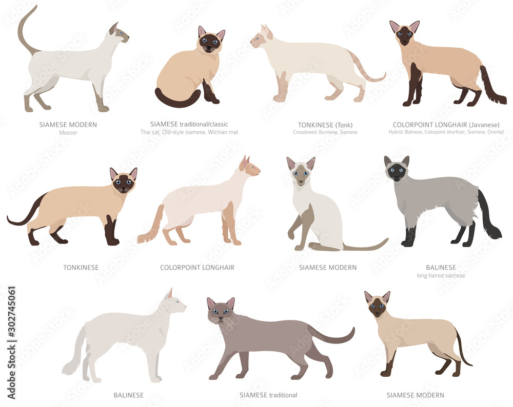 Siamese type cats, colorpoints. Domestic cat breeds and hybrids collection isolated on white. Flat style set