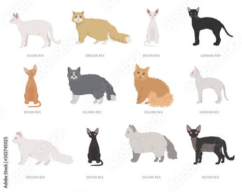 Type rex cats. Domestic cat breeds and hybrids collection isolated on white. Flat style set