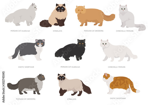 Persian longhaired type cats. Domestic cat breeds and hybrids collection isolated on white. Flat style set