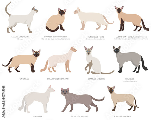 Siamese type cats, colorpoints. Domestic cat breeds and hybrids collection isolated on white. Flat style set