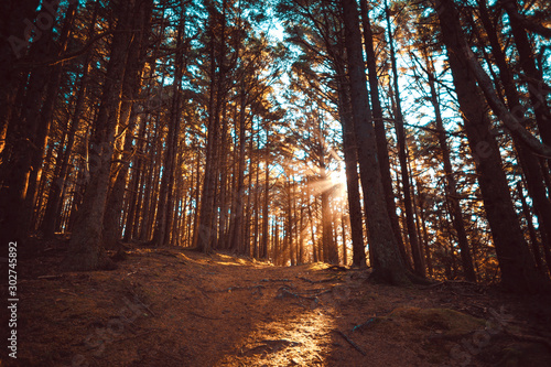 Oregon Coast Forest Trail Light Rays 