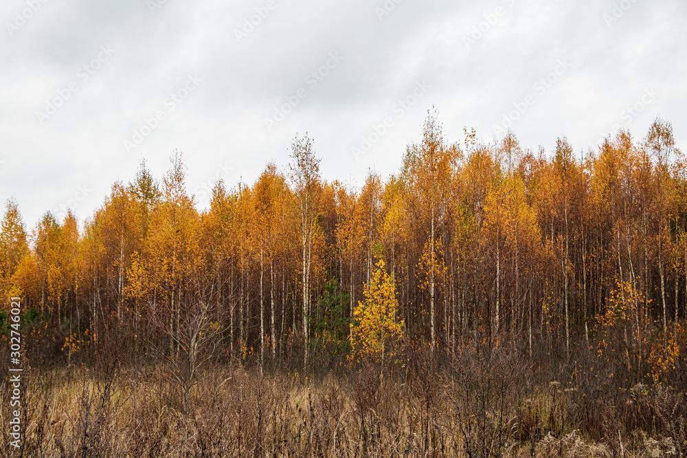 Autumn scene with bright yellow birch trees and long wild grass in foreground in autumn