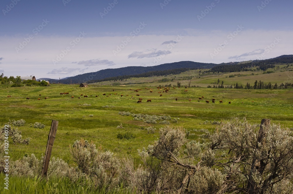 Cattle grazing in a lush green meadow