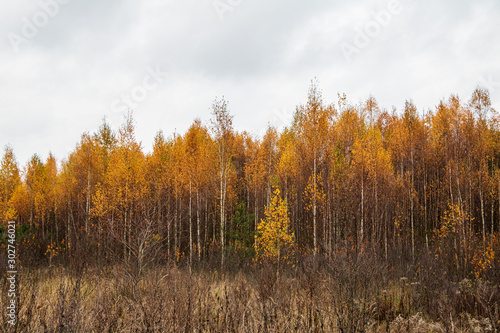 Autumn scene with bright yellow birch trees and long wild grass in foreground in autumn