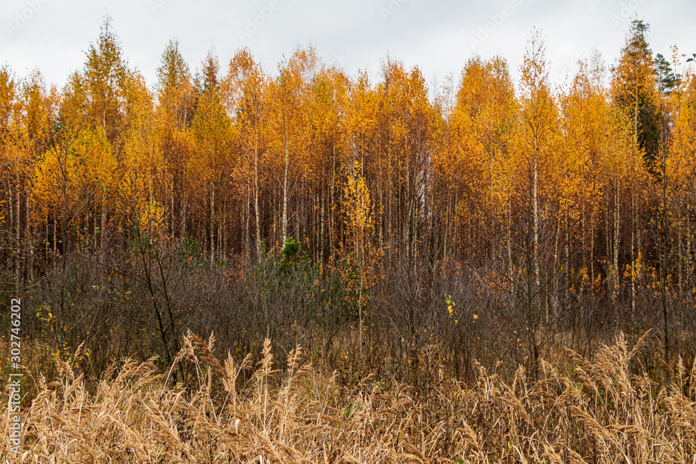 Autumn scene with bright yellow birch trees and long wild grass in foreground in autumn Autumn scene with bright yellow birch trees and long wild grass in foreground in autumn