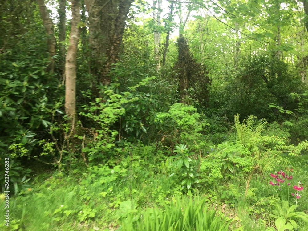 forest in spring forest in spring