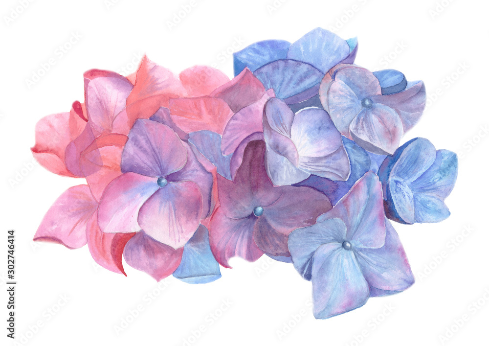 Fototapeta premium Watercolor hydrangea flowers isolated on white background. Illustration for wedding design or greeting cards