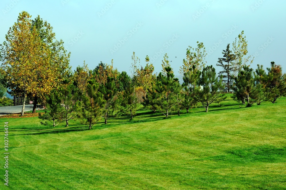 green spruce against the background of a green lawn in a city park