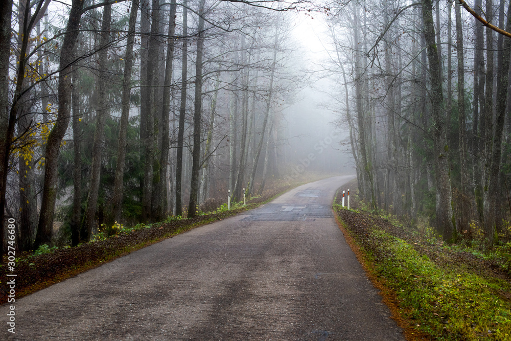 Naklejka premium Misty morning in the woods
