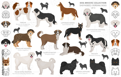 Shepherd and herding dogs collection isolated on white. Flat style. Different color and country of origin