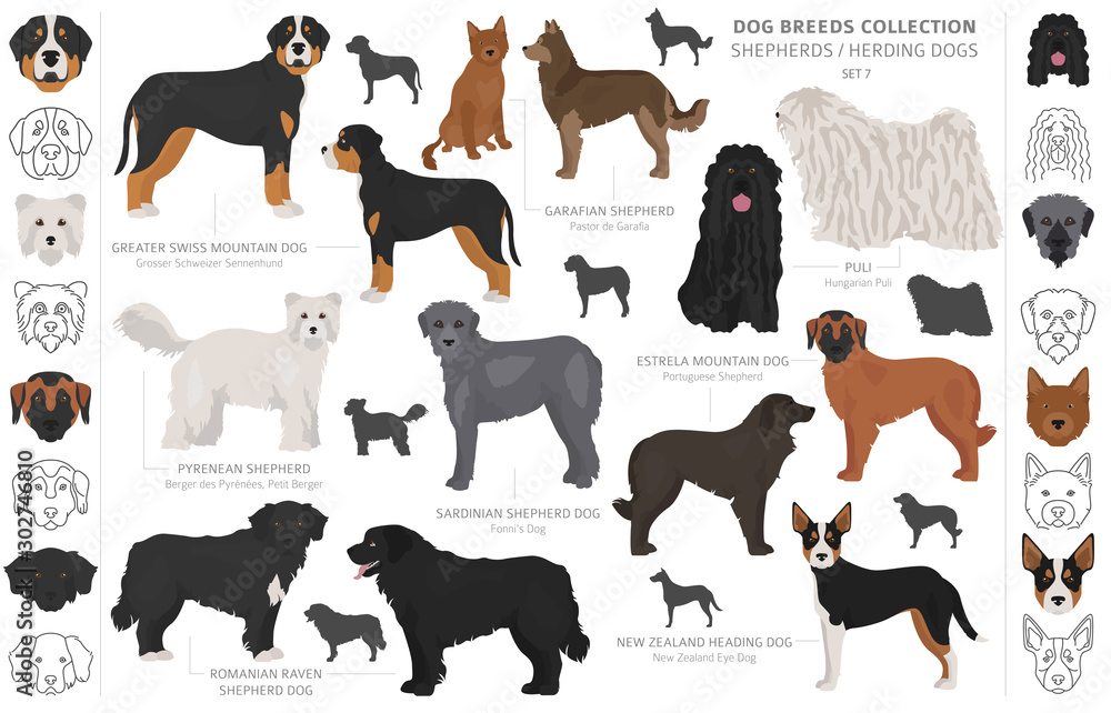 are heading dogs registered in new zealand