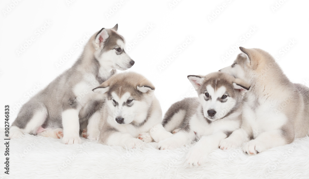 Animals. Four puppies Husky white isolated