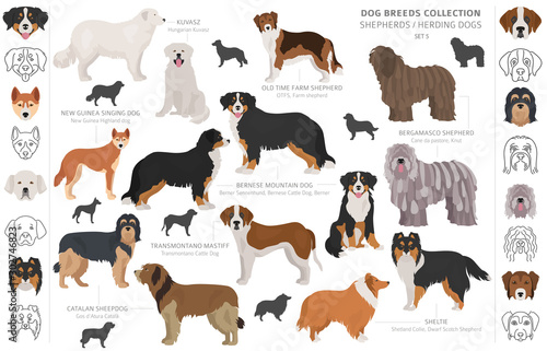 Shepherd and herding dogs collection isolated on white. Flat style. Different color and country of origin
