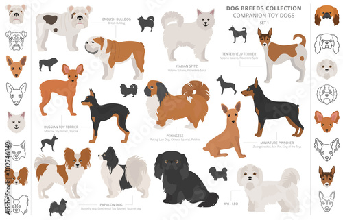 Companion and miniature toy dogs collection isolated on white. Flat style. Different color and country of origin