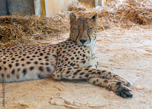 Cheetah laying down and rest in zoo. photo
