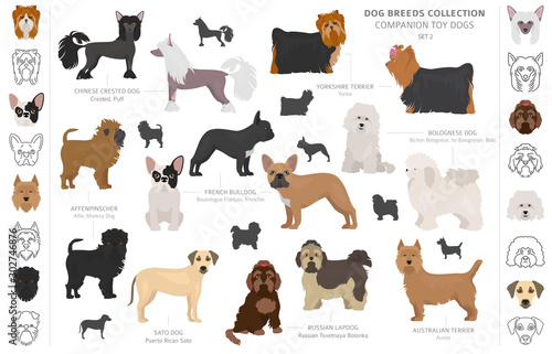 Companion and miniature toy dogs collection isolated on white. Flat style. Different color and country of origin