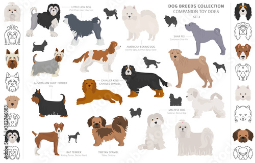 Companion and miniature toy dogs collection isolated on white. Flat style. Different color and country of origin