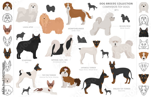Companion and miniature toy dogs collection isolated on white. Flat style. Different color and country of origin