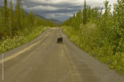 Black bear on the Robert Campbell highway