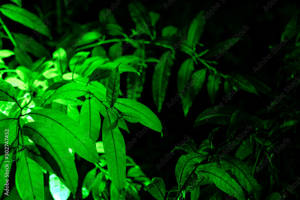 Plant branches with green leaves close up view. Natural environment, ecology, lush forest trees foliage. Beautiful botanical background with dense vegetation. Illuminated greenery at nighttime Plant branches with green leaves close up view. Natural environment, ecology, lush forest trees foliage. Beautiful botanical background with dense vegetation. Illuminated greenery at nighttime