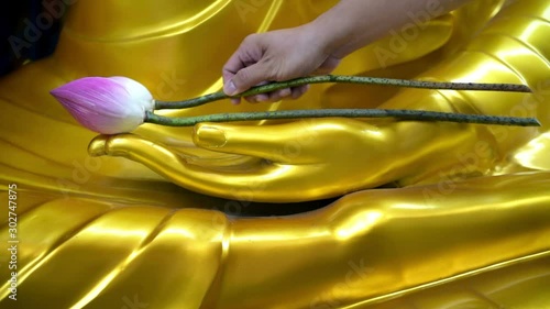 Offerings to the image of Buddha statue in the temple. Buddhists worship the Buddha image at hand  with 3 pink fresh lotus to offer.Buddhism is Main religion in thai people so many culture of Thailand