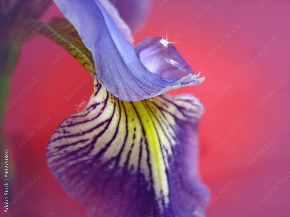Pétale d'iris mauve avec goûte d'eau. Stock Photo | Adobe Stock
