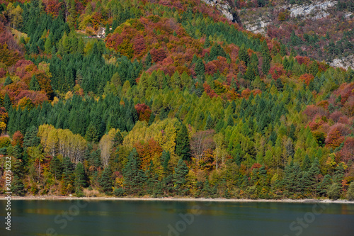 Fototapeta Naklejka Na Ścianę i Meble -  Aerial view of trees, Lake Molveno, northern Italy in the background of the Alps. Autumn season. Multi-colored palette of colors