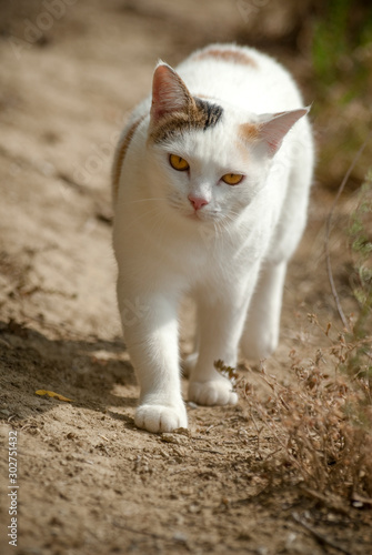 ballade d'un magnifique chat blanc sur un chemin de terre avec le regard percent 